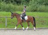 great bay mare with honest character