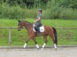 great bay mare with honest character