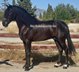 Wonderful black and barock spanish horse