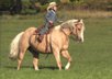 Extraordinary Quarter horse gelding.