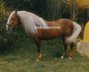 Wonderful & barock palomino stallion