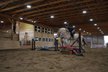 Beautiful Buckskin Fjord Gelding