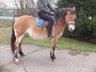 Packed small horse mare "Livia"!