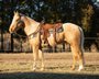 Strong And Healthy Palomino Gelding.