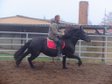 Warmblood mare "Adela"!