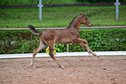 Strong-moving colt by the top sire