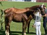 Foal Stallion Dressage Horse