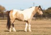 13.2H, 12 year old buckskin paint gelding