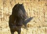 Beautiful baroque Andalusian stallion