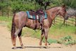  Red Roan Wallach stehend mit einem stämmig gebauten 15.1HH