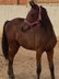 Mare Yearling elegant, by Vidar / Viscount / Eward x Paolini XX