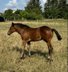 Hollywood Dun It bred Quarter Horse colt