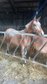 Appaloosa mare 