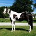 Beautiful Black and white paint gelding. 