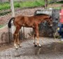 Top bred Hanoverian stallion