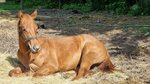 Quarter Horse stallion - chestnut 