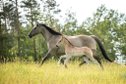 Ranch horse type Quarter Horse colt in grullo