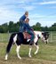 11 yr old Black and white paint gelding. 