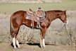 Gorgeous Quarter horse gelding!!