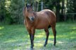 Tolles Reining/Ranch Horse/Allround Prospect