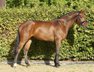 Beautiful gelding for dressage with great character.