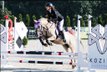 Spirited Jumping Large Dinalino Konik Pony For Any Rider