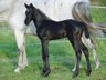 Ivanhoe Caprimond Weissena hann. Dressurstute mit viel Trakehner