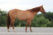 Beautiful and Kids Friendly Red dun Mare.