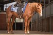 Red roan Quarter Horse gelding with top pedigree