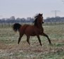 Affable, well-bred German sport horse stallion