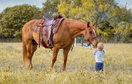 Smart and Kids Safe Quarter Horse.