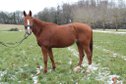 Upscale leisure horse with great character