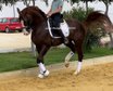 Top sport dressage horse