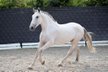 Gentle giant (Lusitano) to give into loving hands