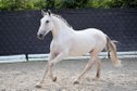 Gentle giant (Lusitano) to give into loving hands