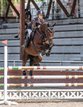 Stute fürs Springen, amateurtauglich, juniorentauglich