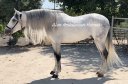 Beautiful stallion with long mane
