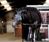 Rocky, a 3.5-year-old stallion standing at 1.62m