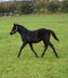 Cool, well-built Quarter Horse stallion