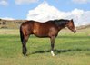 Tall dark & handsome 9yo Quarter Horse gelding