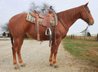 Gentle Red Roan Quarter Horse!!