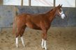 Super well-behaved, double-registered Quarter Horse/Paint Horse J