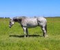 Strong and Calm Quarter Horse.