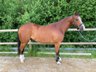 Quarter Horse gelding in pole type