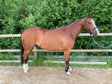 Quarter Horse gelding in pole type