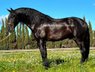 Dream spanish horse 