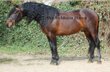 Hansdome stallion spanish horse