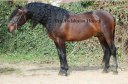 Hansdome stallion spanish horse