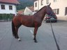 4.5 year old Freiberger mare * leisure * driving * family *