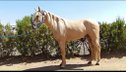 ANDALUSIAN PALOMINO. PERFECT HORSE BY WHOLE FAMILY